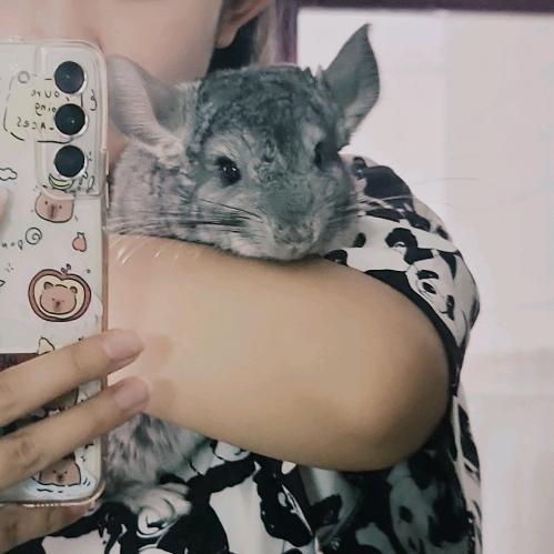 壮壮小白彪彪拿铁麻麻(七只小龙猫)