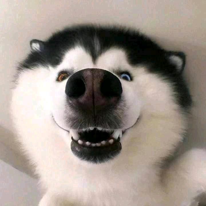 狗富贵