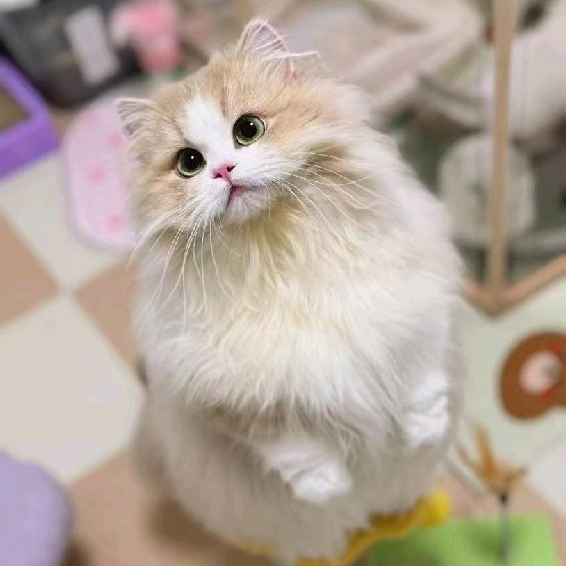 奥丁是只喵（繁育篇）