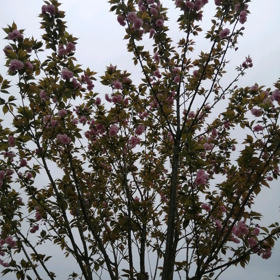 活着太累的陈傻妹💜🎋🌹💚😄