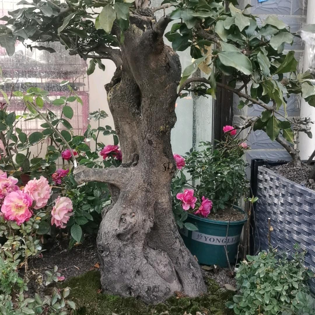 山里娃¥有啥玩啥