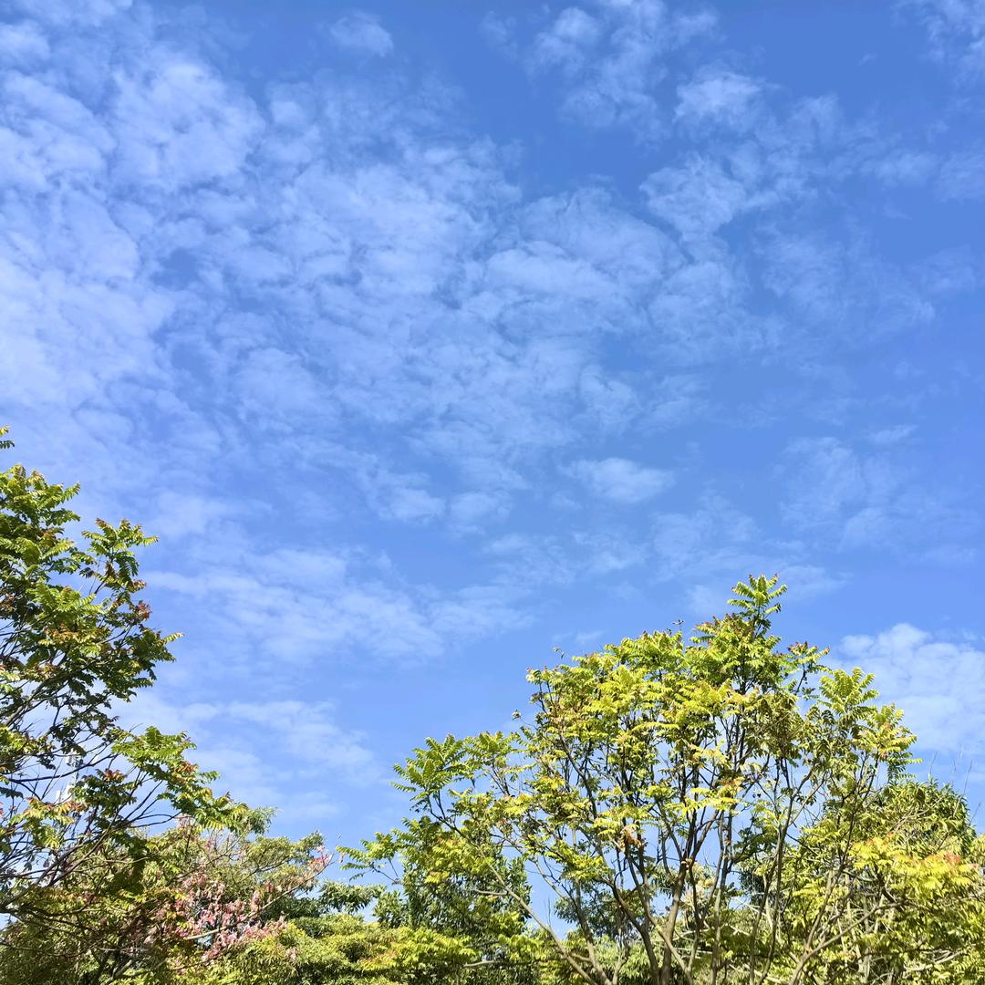 狂镖小鸣