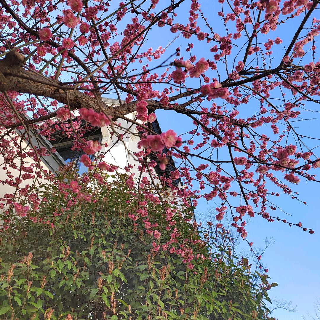 @康养小院#济南