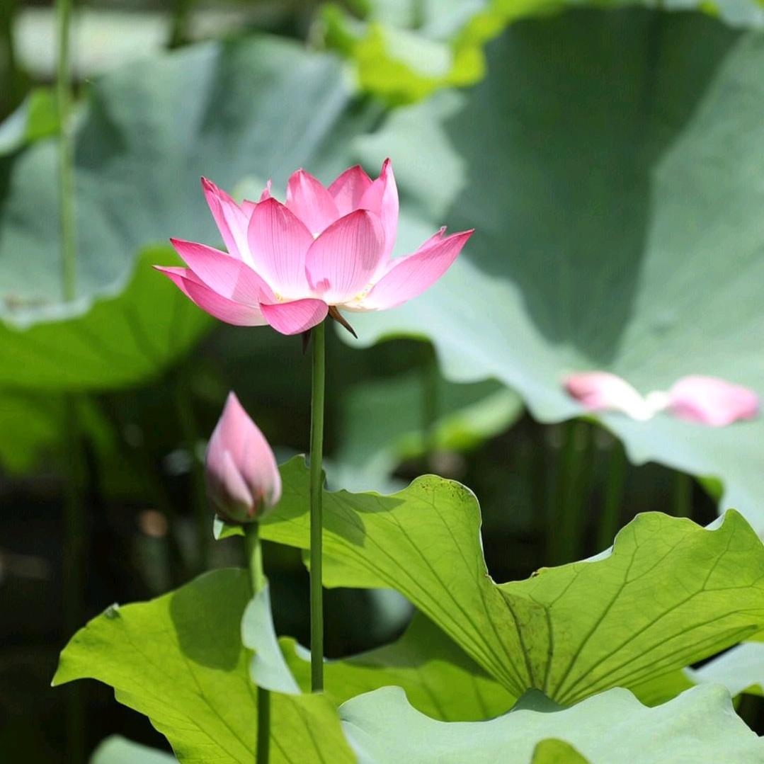 本是青灯不归客，