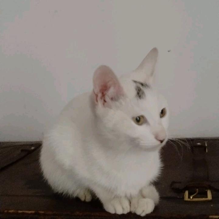 养猫的