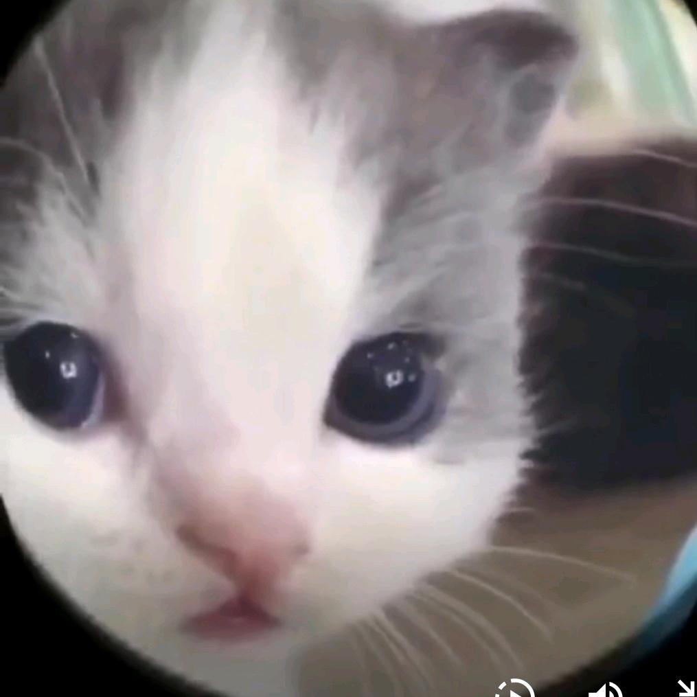 猪油蒙了心