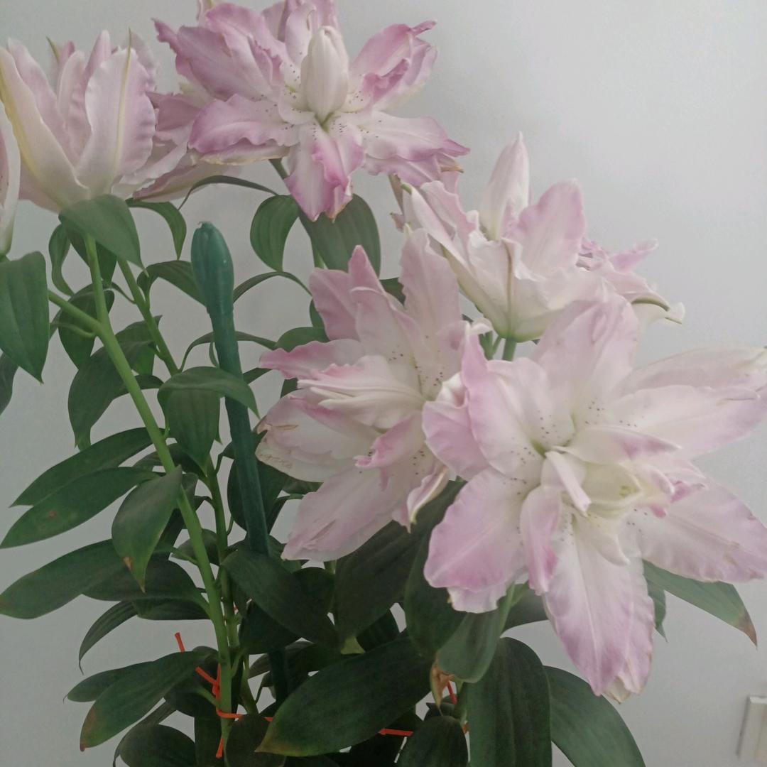 生命之本4380
