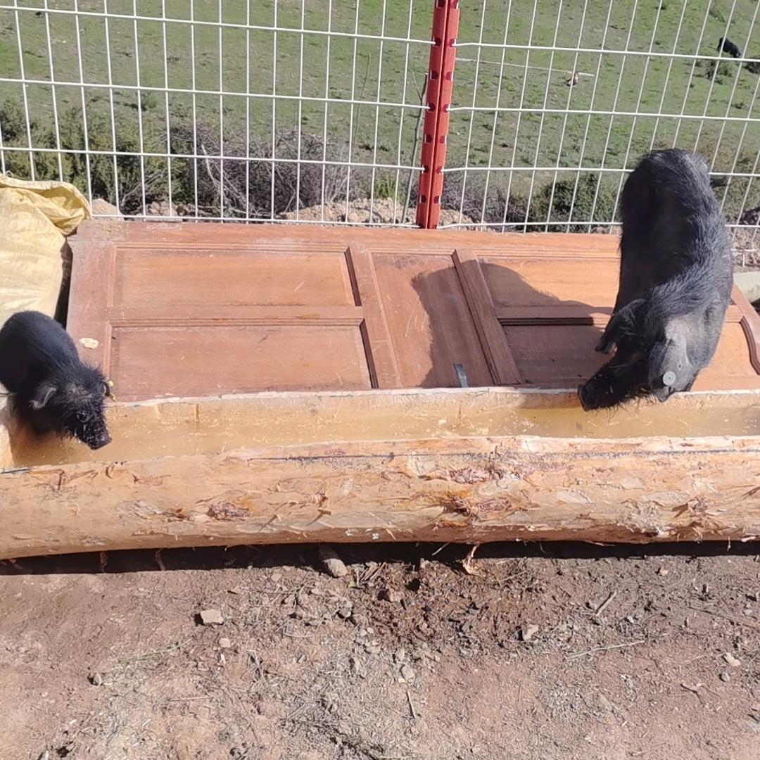 牧猪人🐷