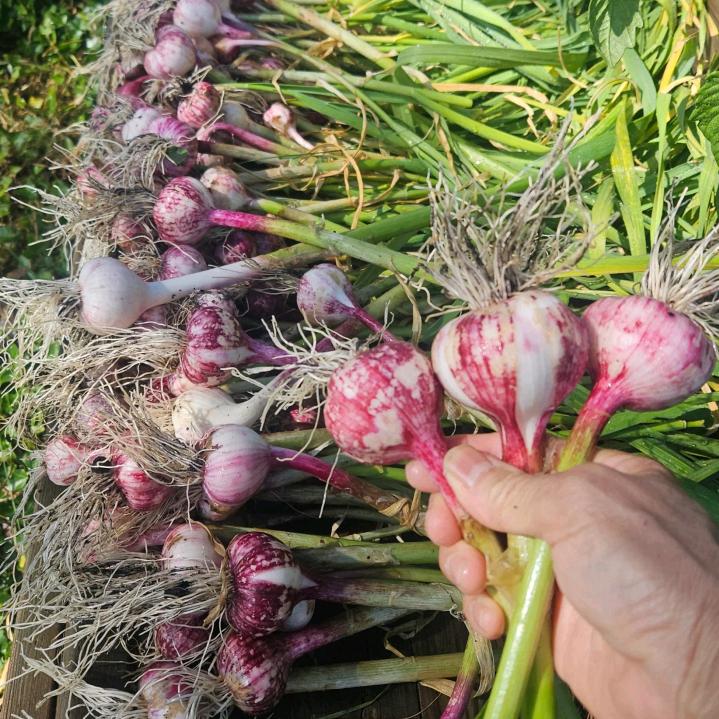 跟着小柒学种菜