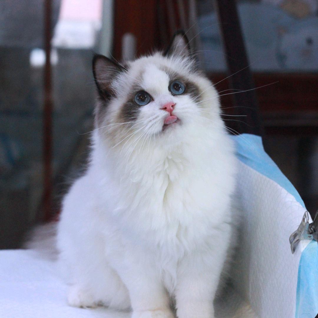 木木猫店