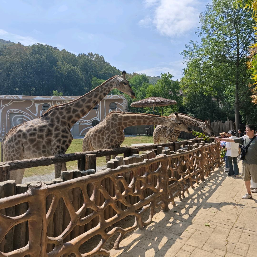 jieju84844