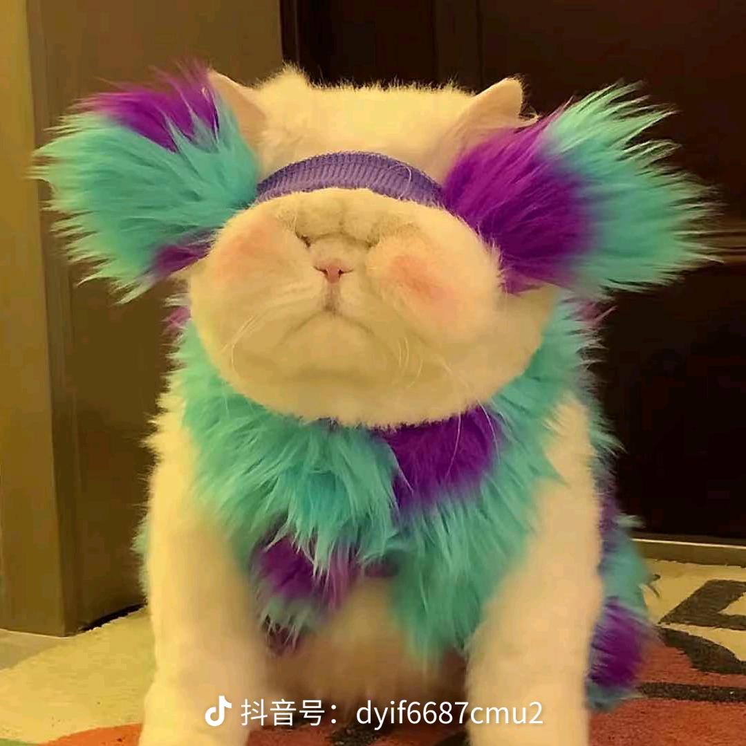 🌈喵喵喵