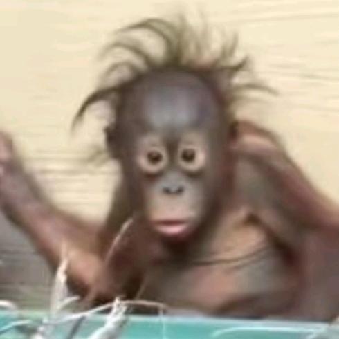 奋斗的🐵