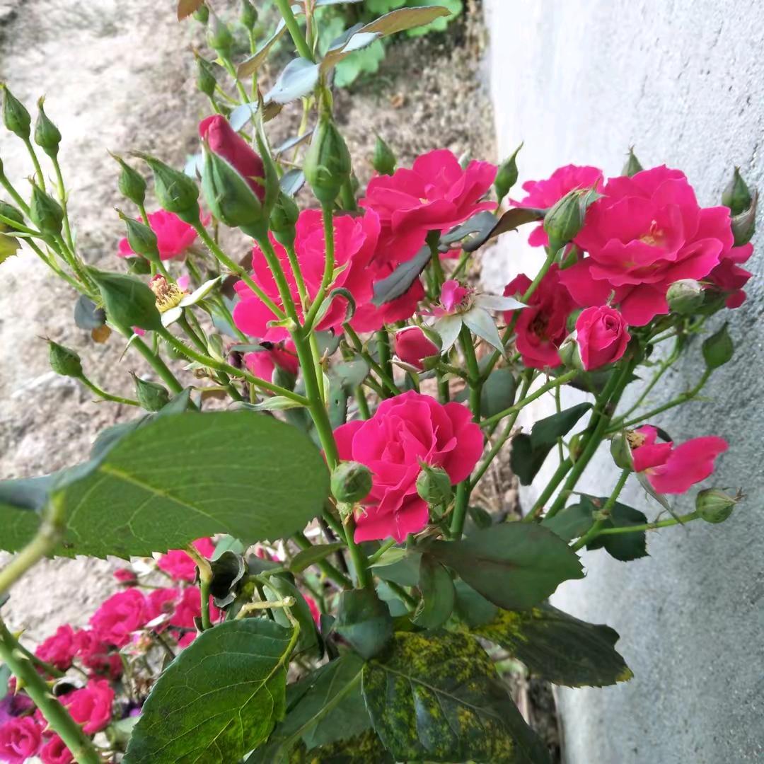 一个人侹好的，老蔡