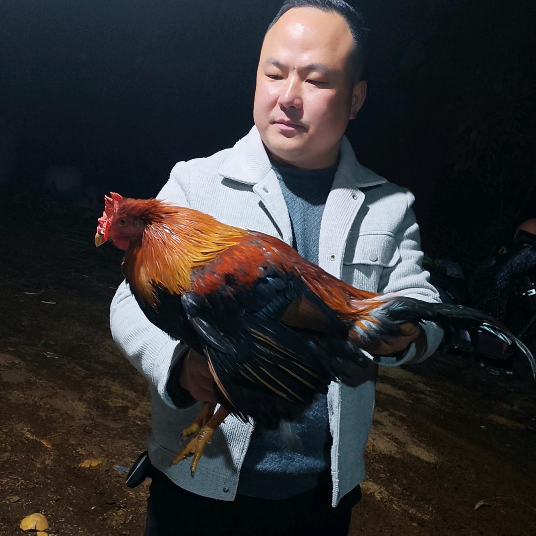 关注吉安官哥销售鸡鸭产品