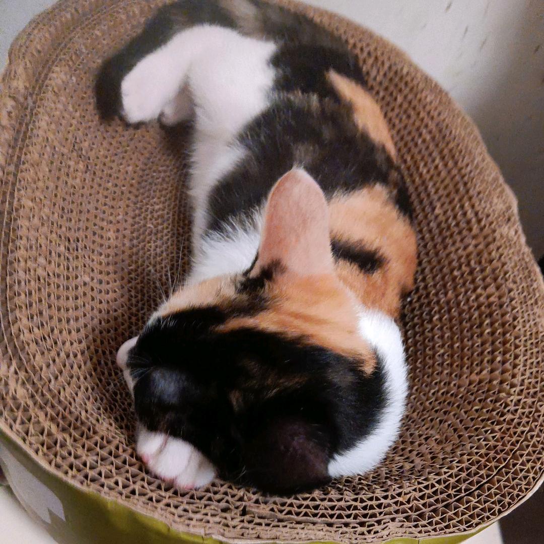 ℳঞ兜里໊🌿半颗糖🍬