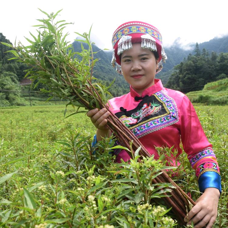 古蔺赶黄草基地