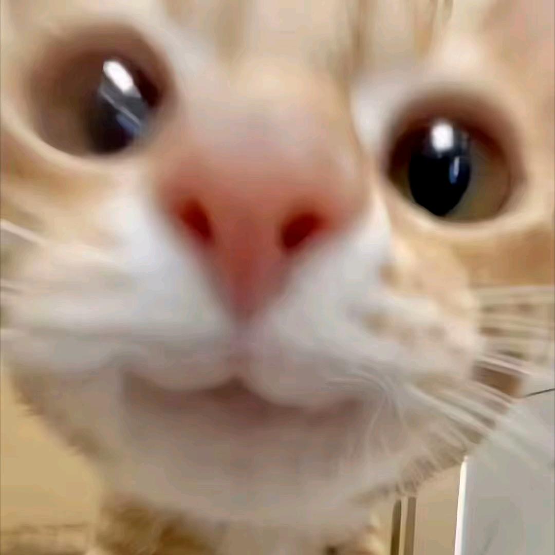 我要吃一万个蛋挞