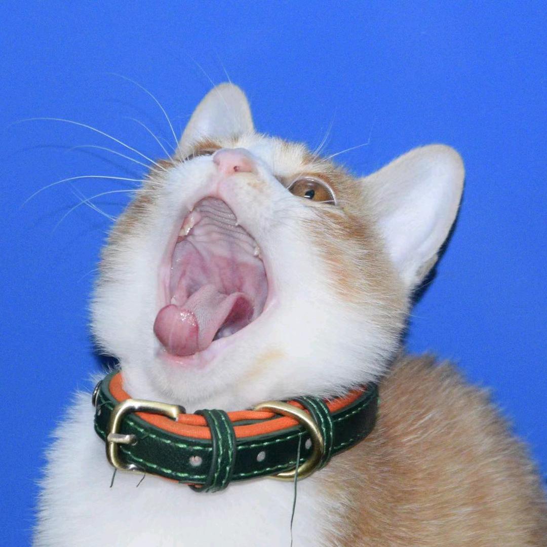 小猪会胖