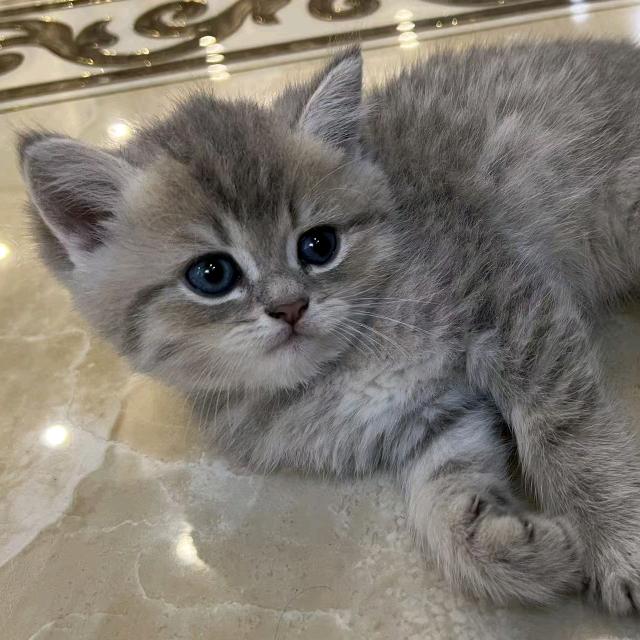 小小帅