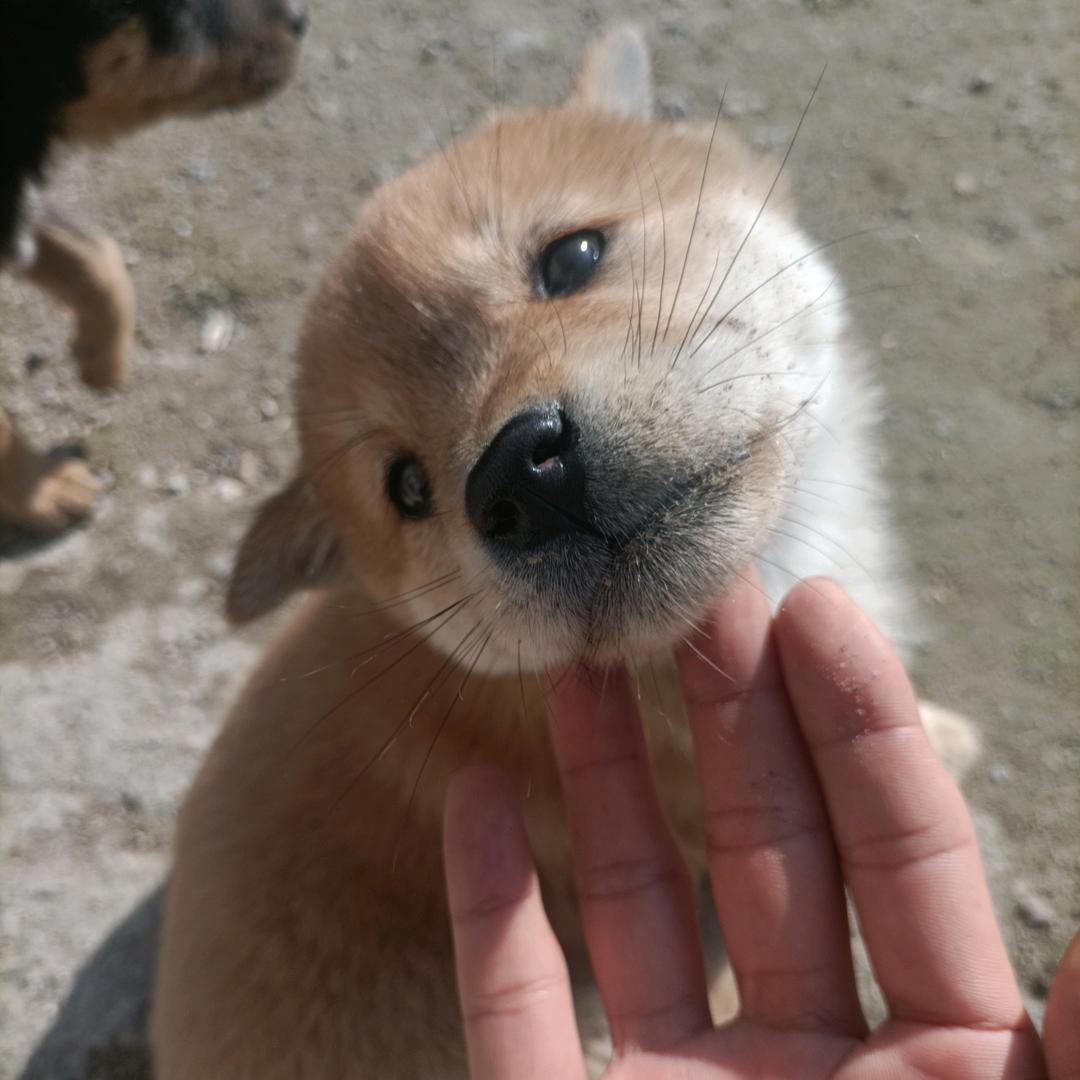 狗帮主