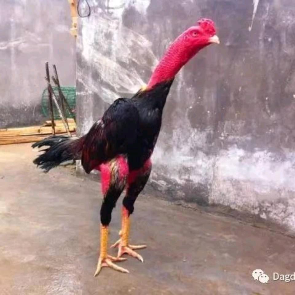 麦合木提 鸡王🐓