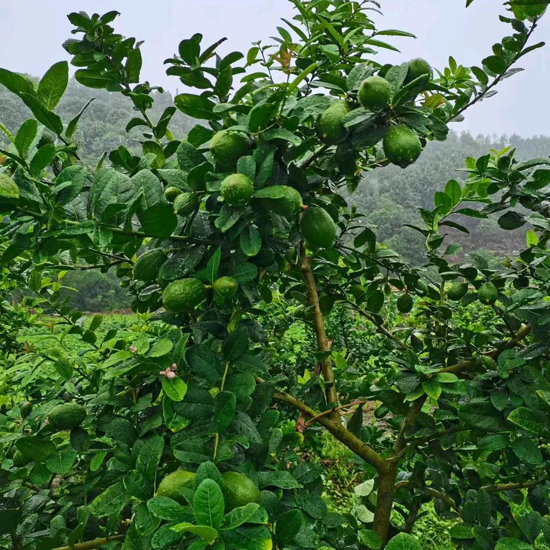 聊香水柠檬一一小黄子