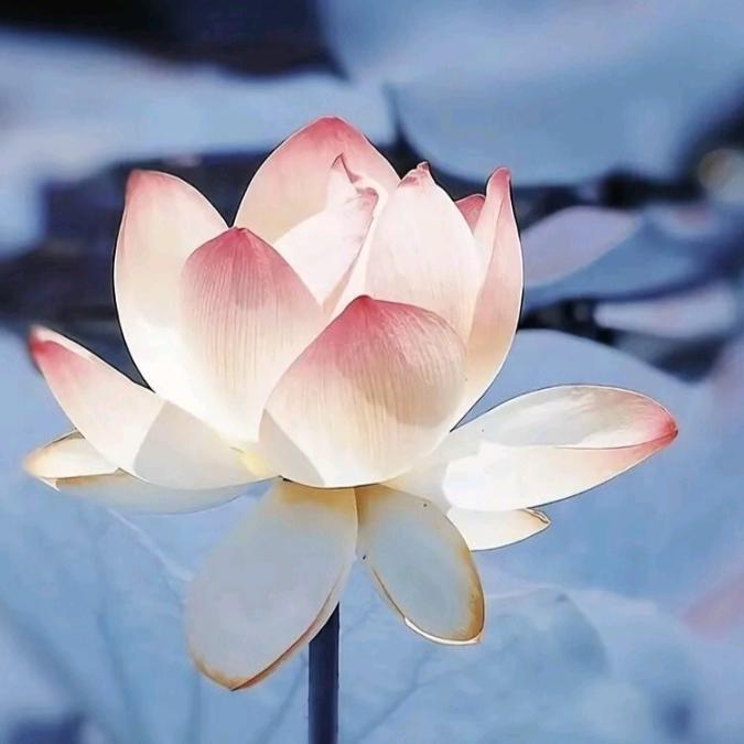 朱梅芹