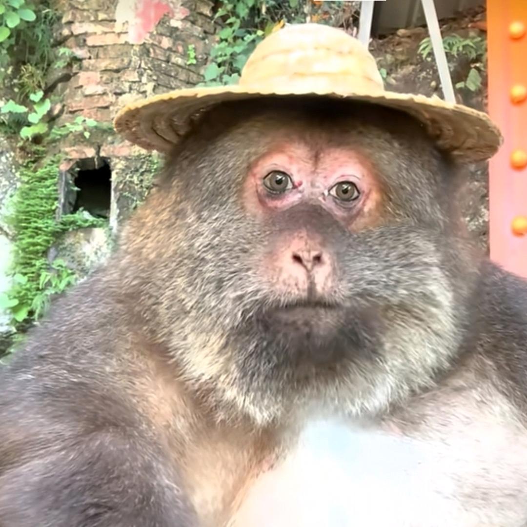 爱看戏的小猴精
