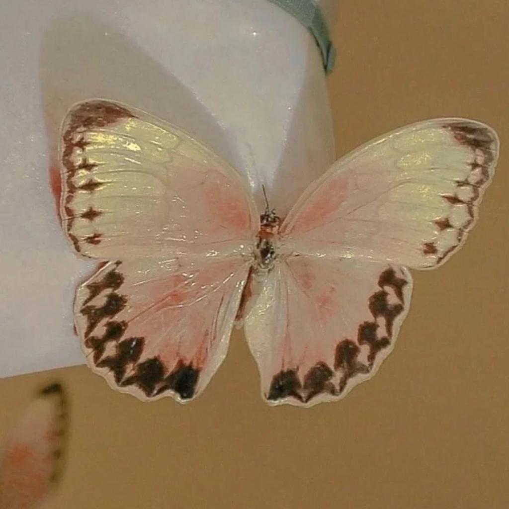 变成蝴蝶飞走了🦋