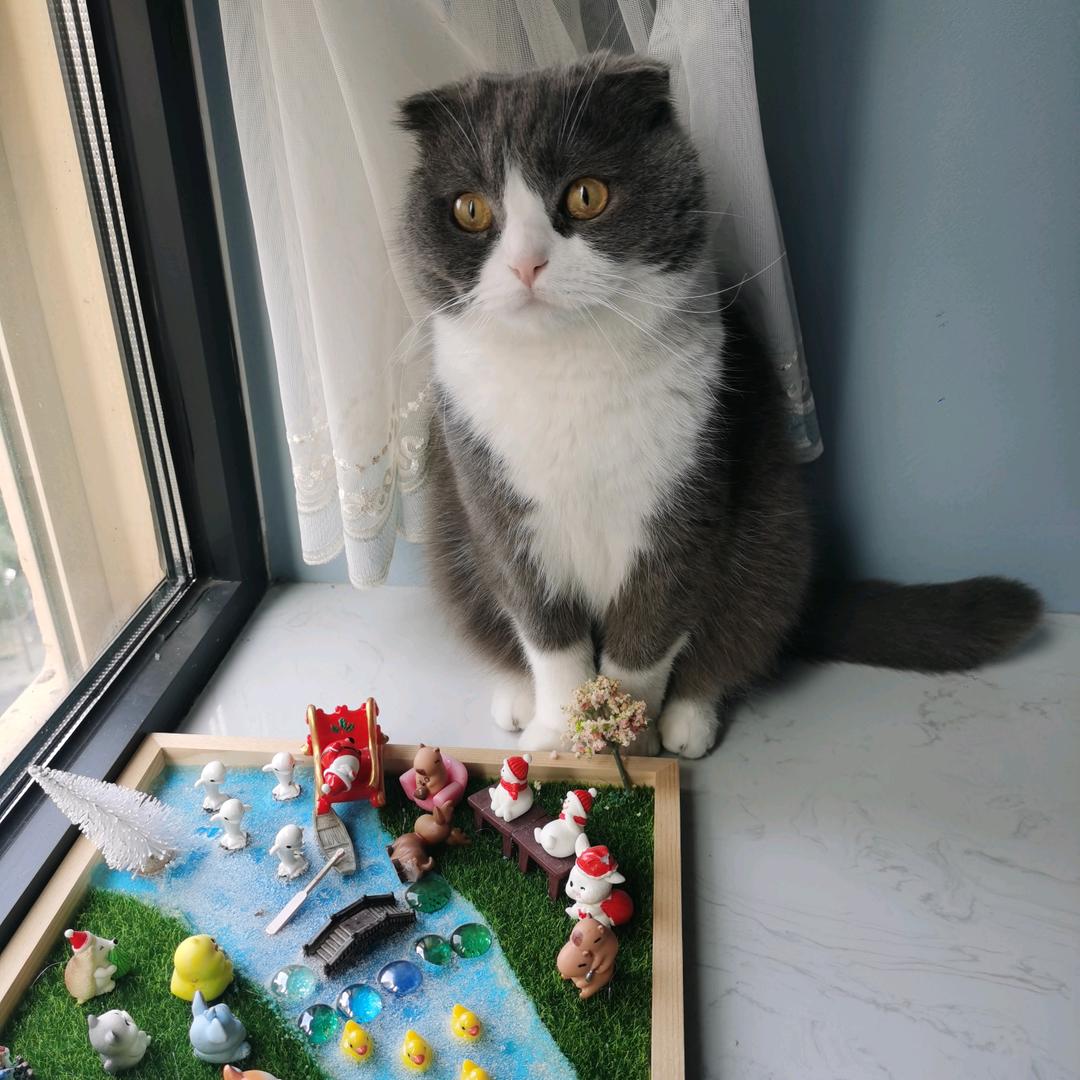 可可与短腿😻