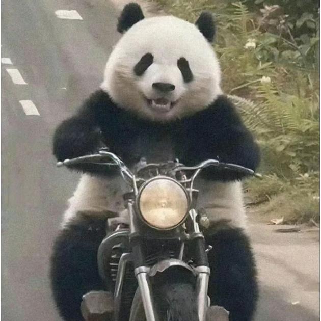 骑摩托车的熊猫