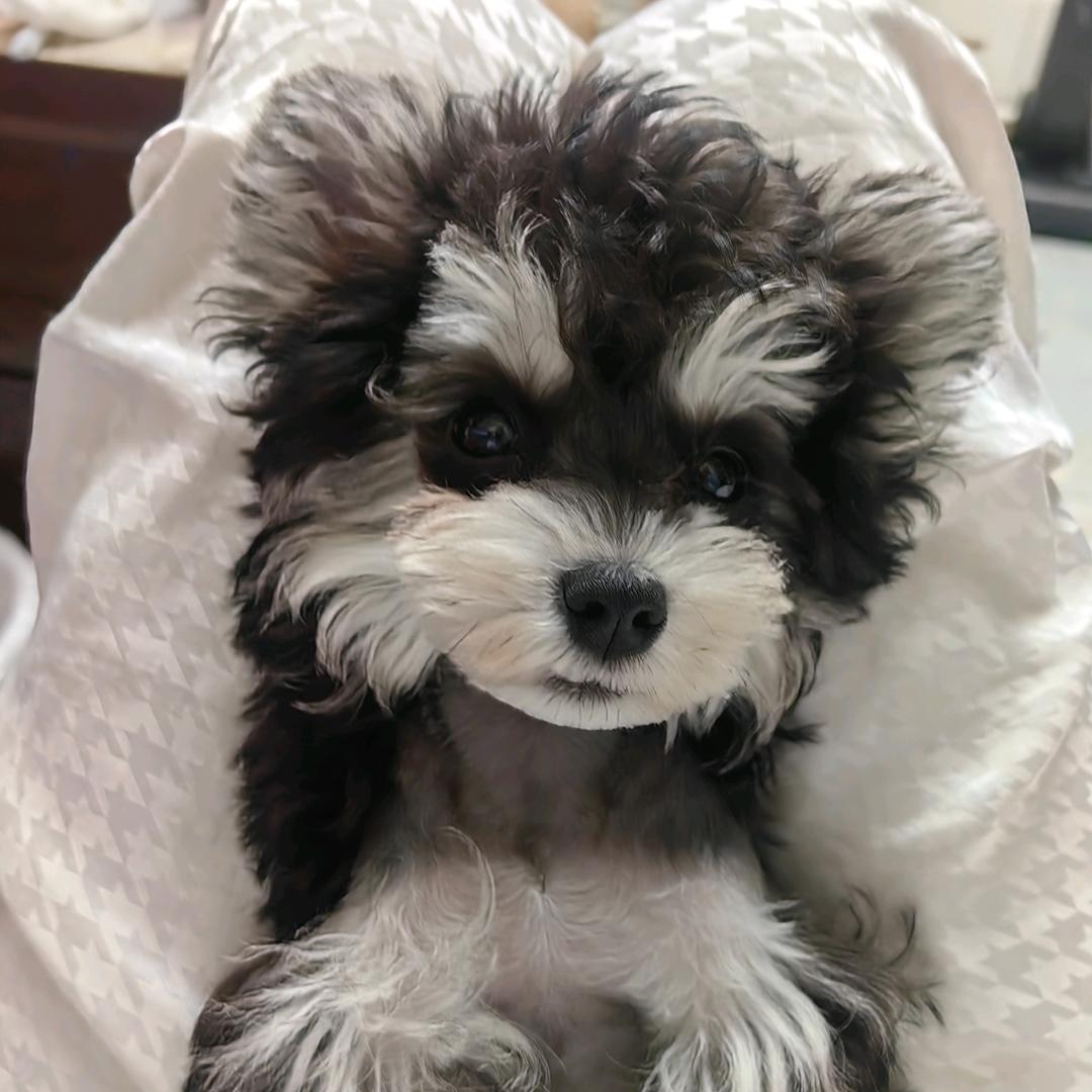 我是皮皮哟！