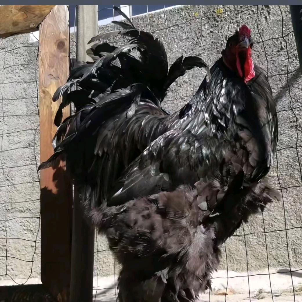 利辛县鸟叔家禽养殖场(个人独资)