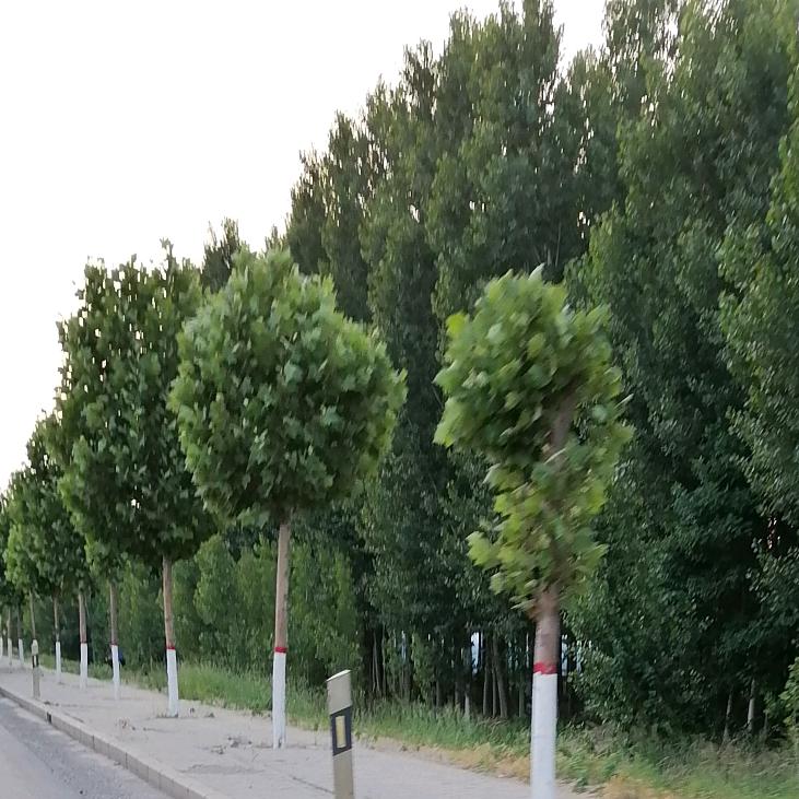 激情飞扬