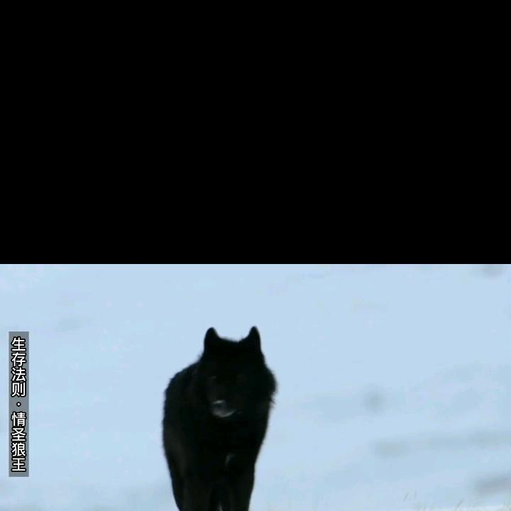 无情的黑狼