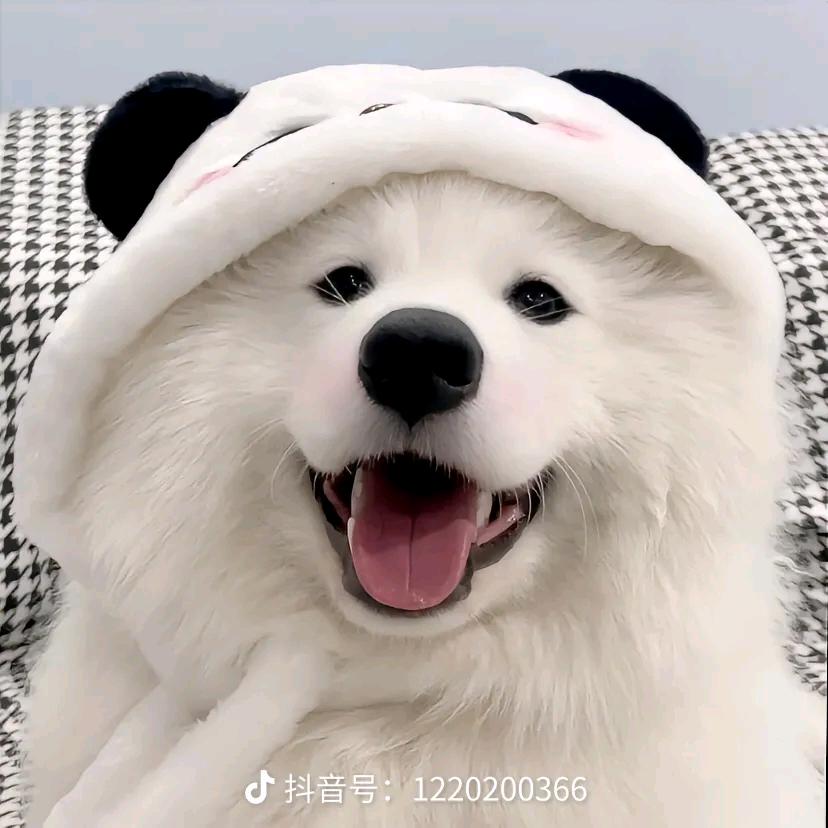 四叶草的花语🍀🍀🍀