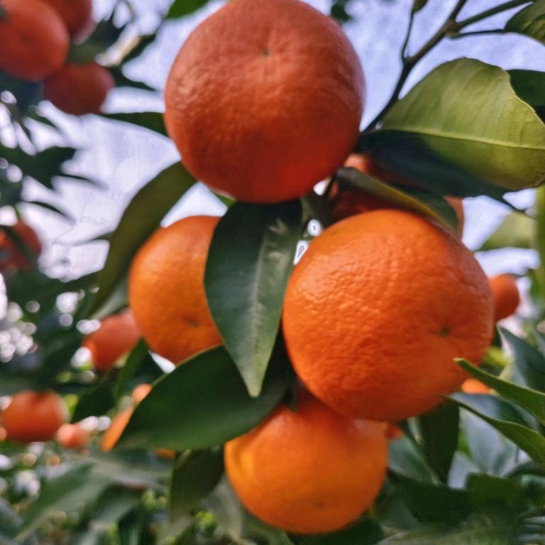 大道至简·永不放弃，（嘉华商贸·菊子果业