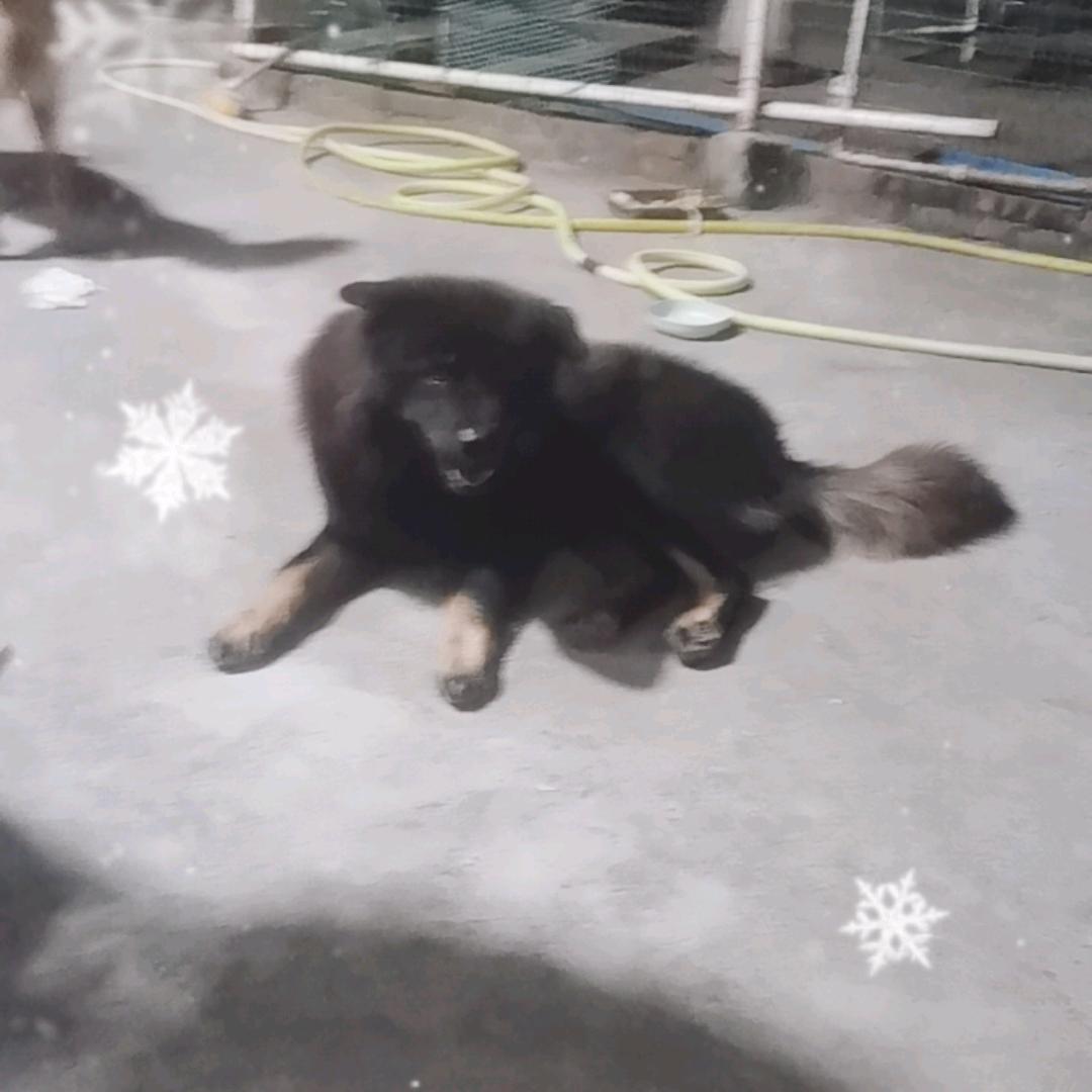 农家小狗记录