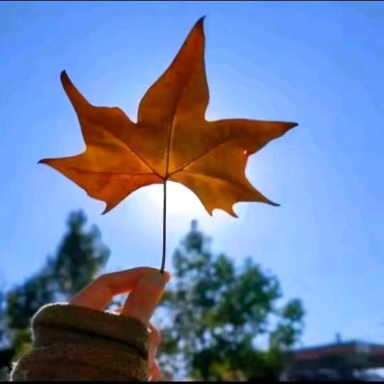 坚强的芸芸