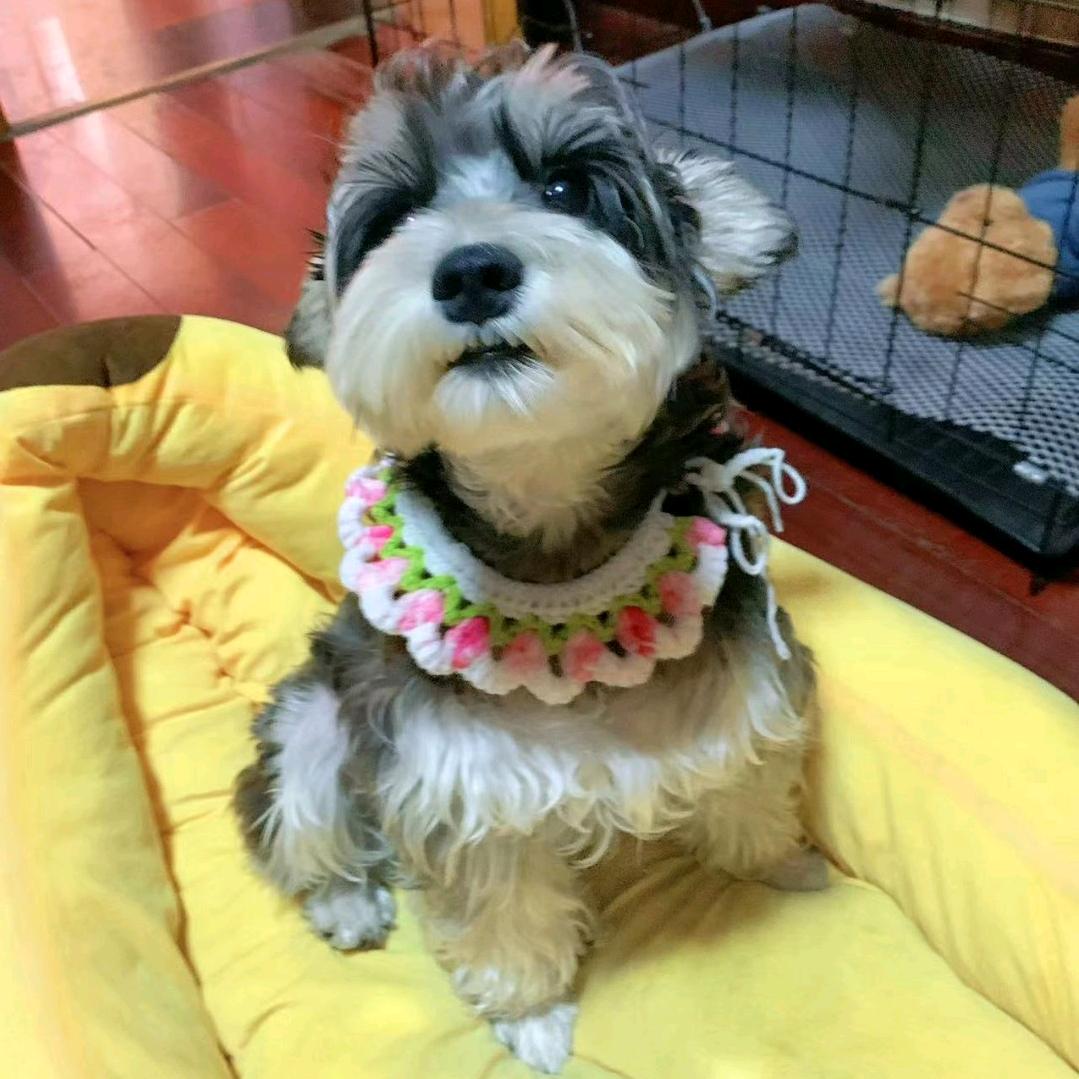 雪纳瑞大队来袭