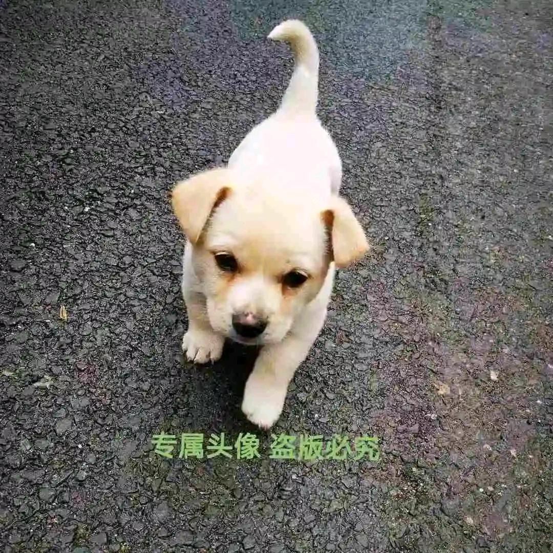 小白的快乐