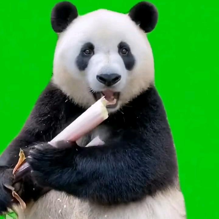 秀秀