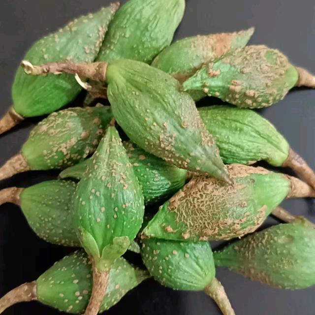 豫发大果高产连翘苗