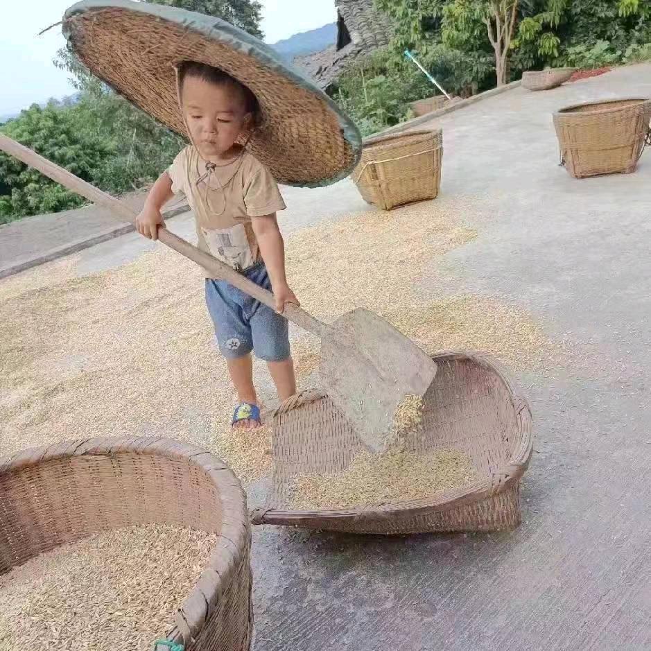 合江晚熟荔枝胡凯