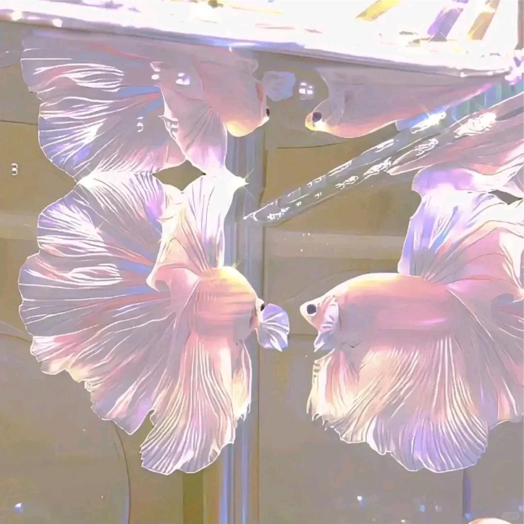 淡淡月光