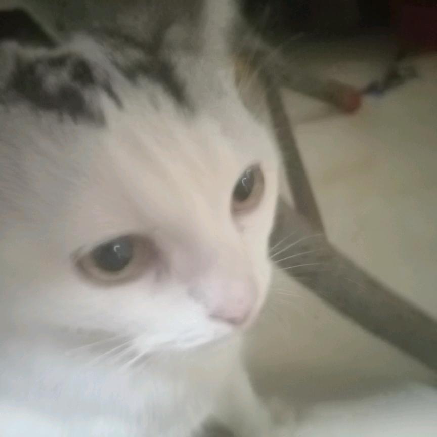 可爱的小猫
