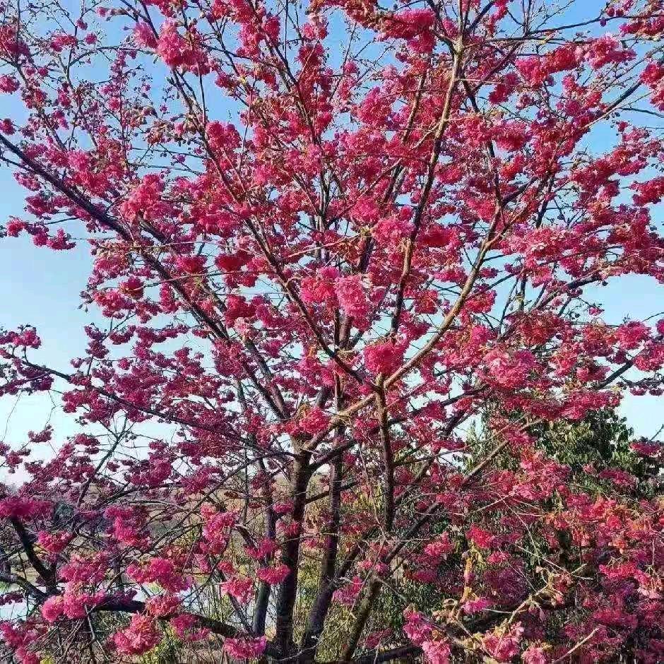 平安吉祥