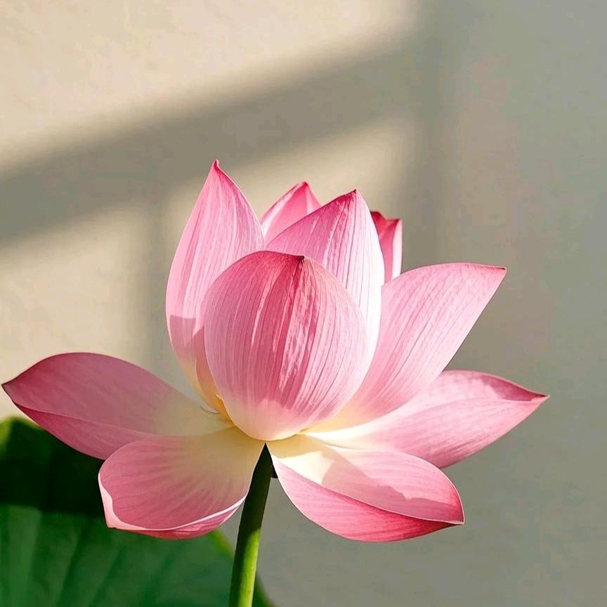 希今百货