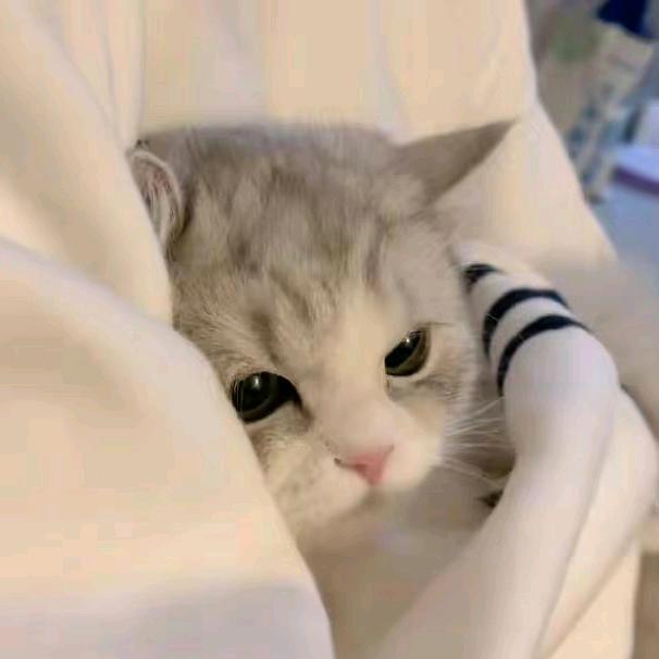 小十一